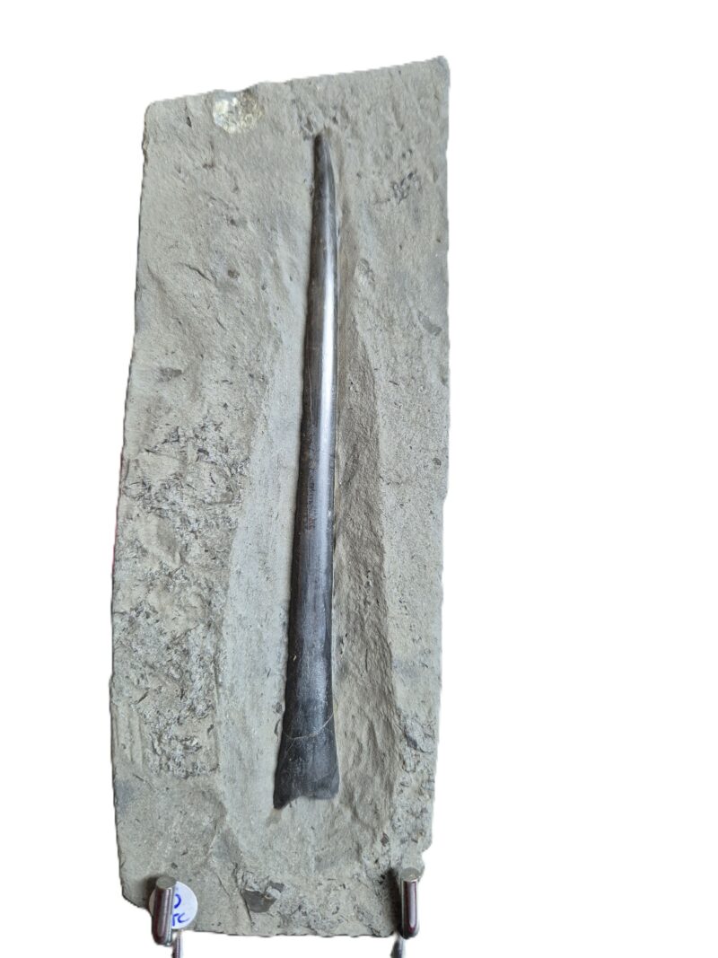 Bélemnites Youngibellis