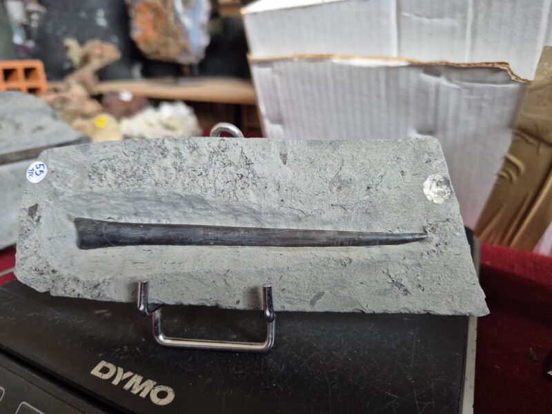 Bélemnites Youngibellis