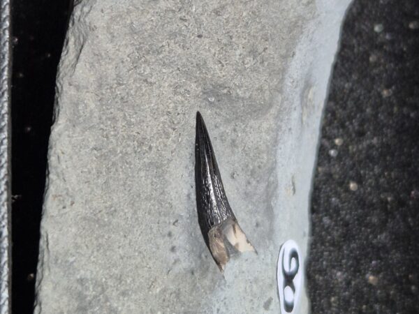 Dent de crocodile