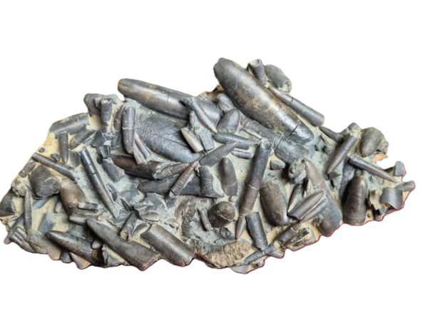 Bélemnites Dactylioteuthis semistriata