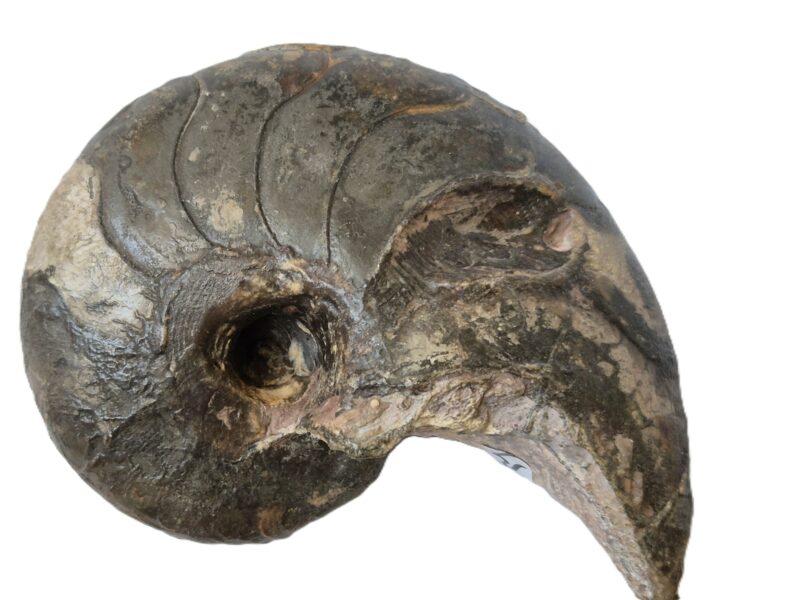 Nautile cloisonné
