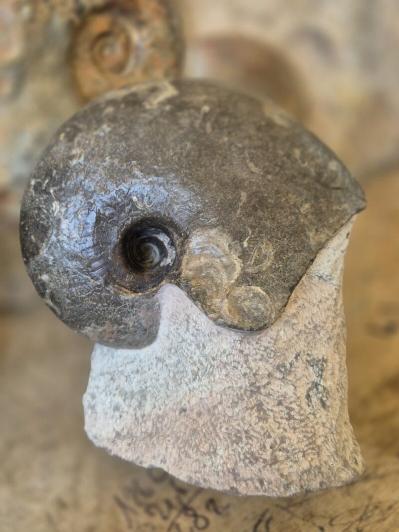 Nautile Cenoceras