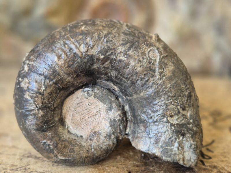 Lytoceras cornucopiae