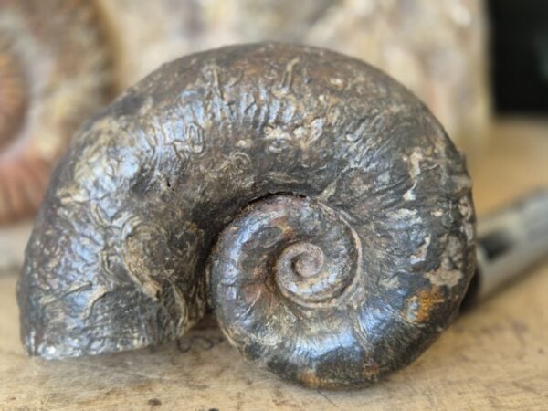 Lytoceras cornucopiae