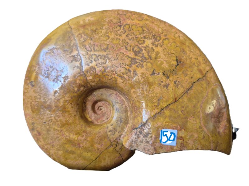 Pleurolytoceras Aalénien