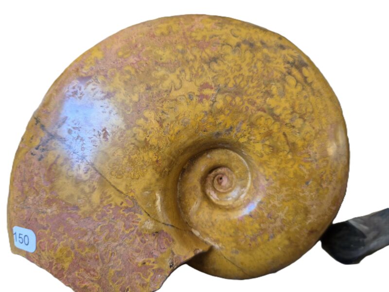 Pleurolytoceras Aalénien