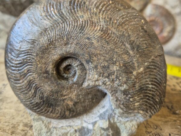 Harpoceras subplanatum