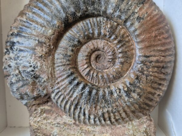 Hammatoceras speciosum