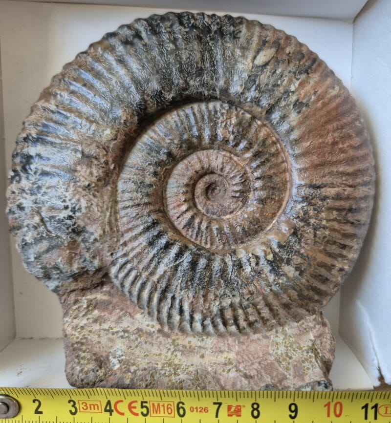 Hammatoceras speciosum