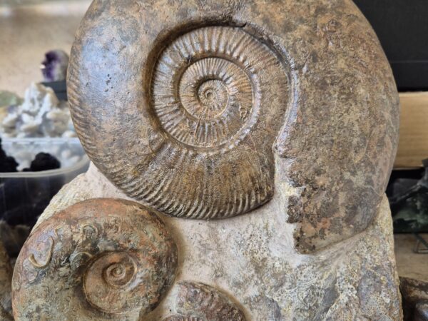 Hammatoceras-Lytoceras