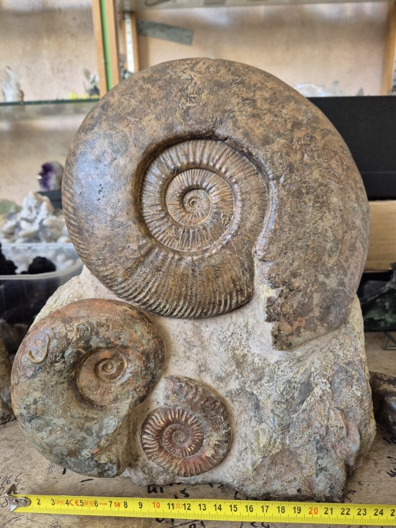 Hammatoceras-Lytoceras