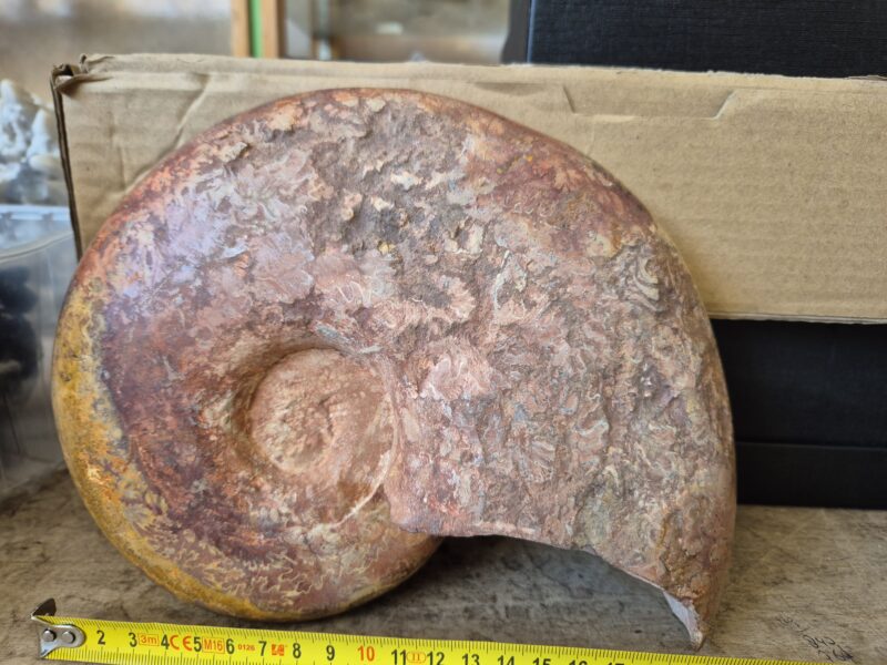 Pleurolytoceras dilucidum