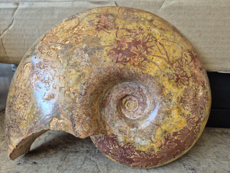 Pleurolytoceras dilucidum