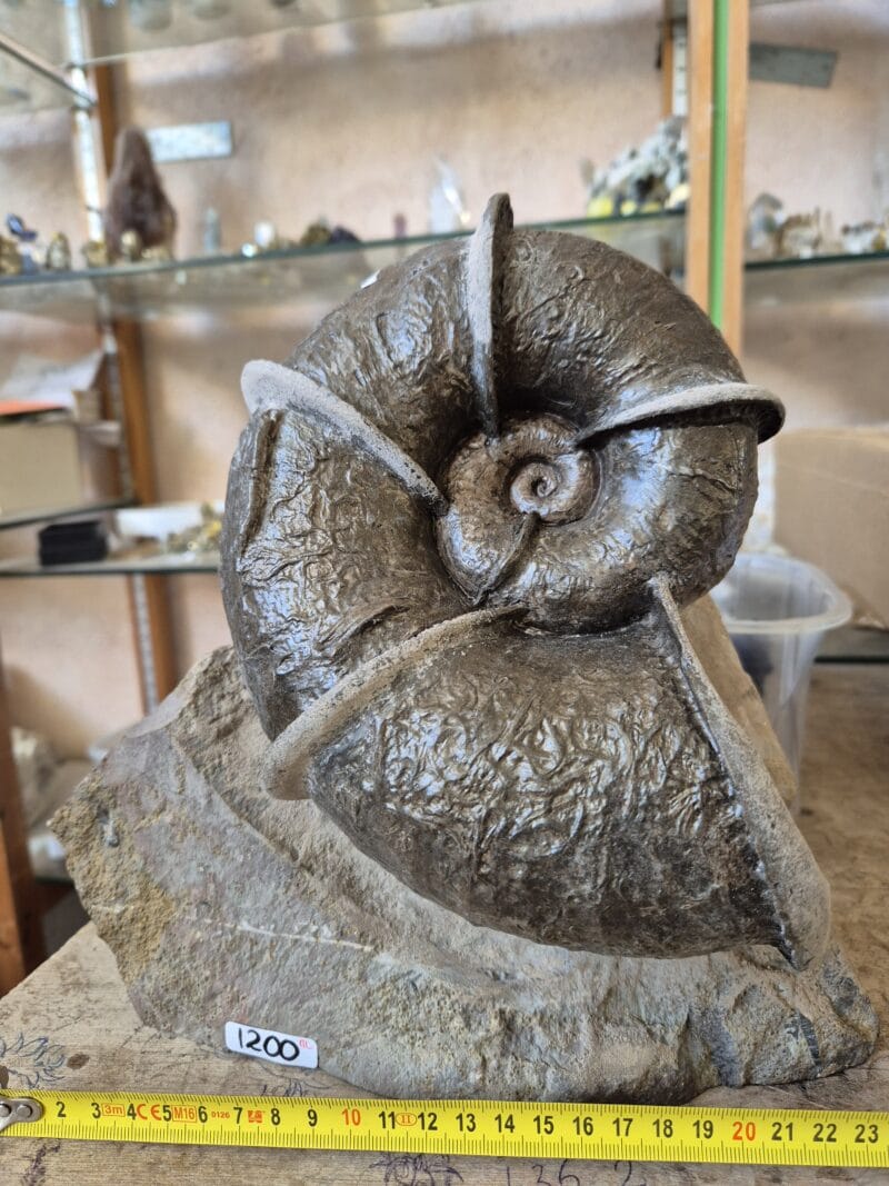 Lytoceras cornucopiae toarcien