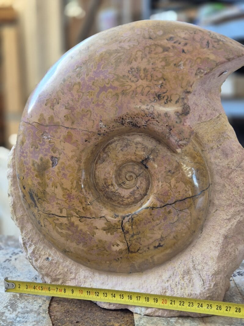 Pachilytoceras dilucidum