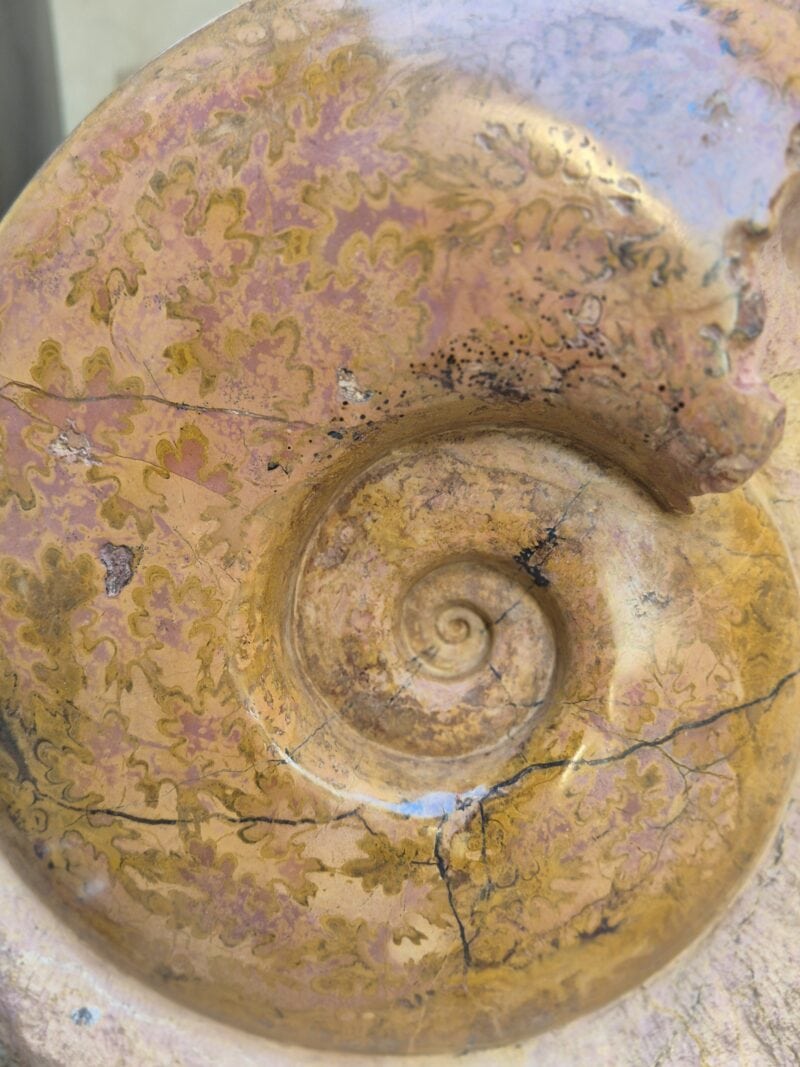 Pachilytoceras dilucidum