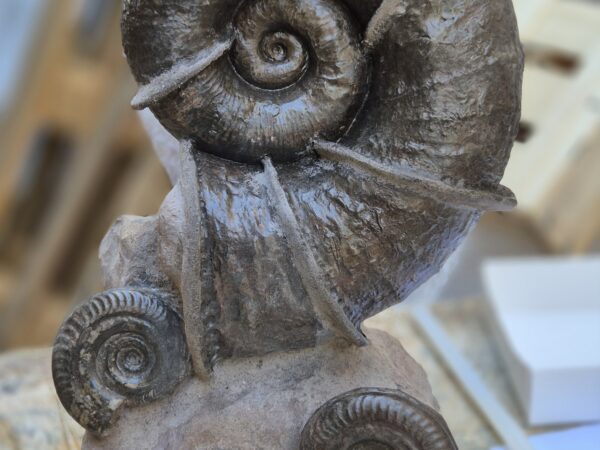 Lytoceras double Hildoceras