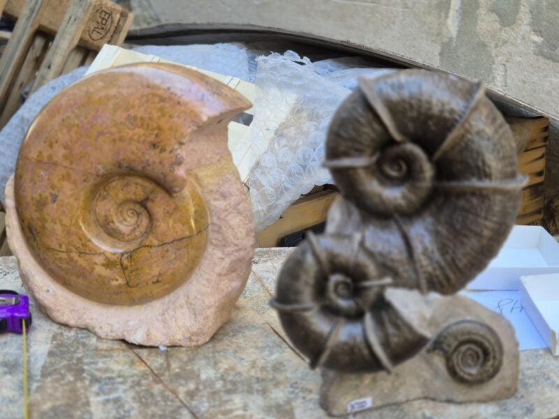 Bloc double Lytoceras