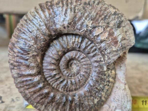 Hammatoceras insigne