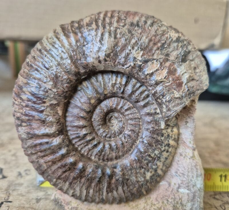 Hammatoceras insigne