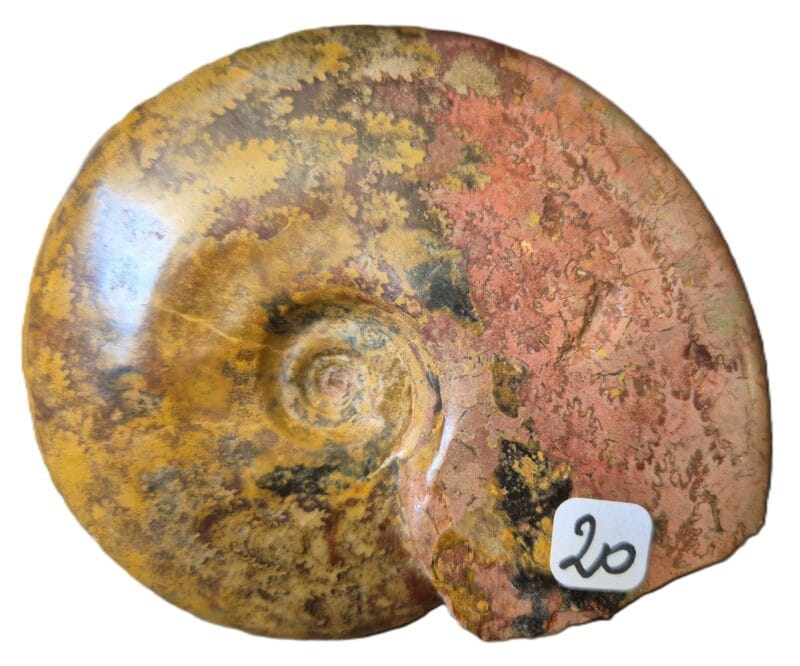 Pleydellia