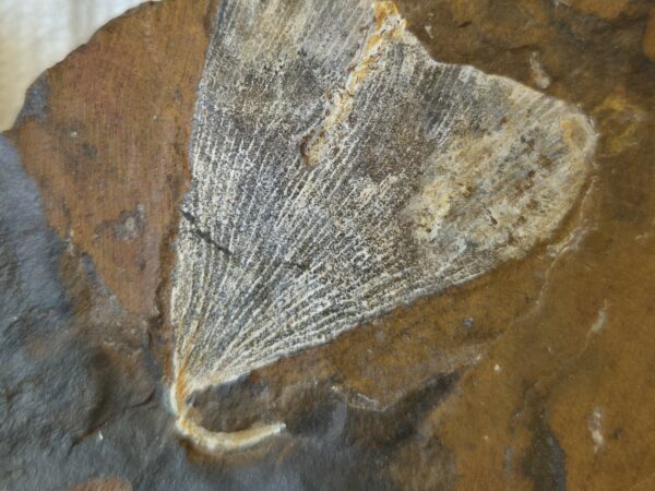 Ginkgo adiantoides