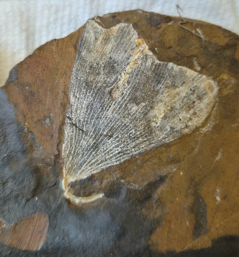 Ginkgo adiantoides