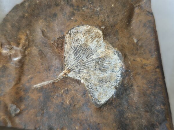 Feuille de Ginko