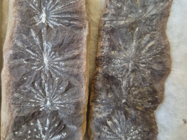 Asterophyllites equisetiformis