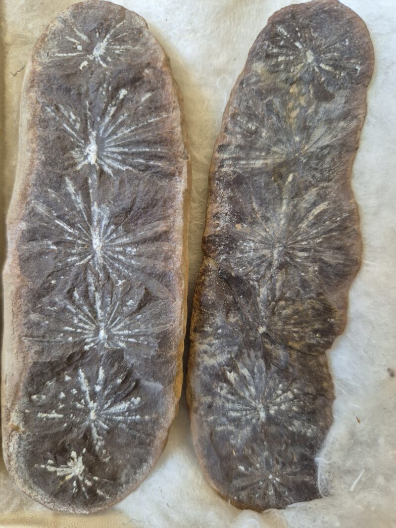 Asterophyllites equisetiformis