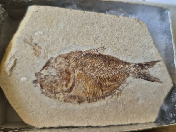 Armigatus Liban