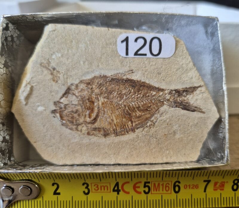 Armigatus Liban