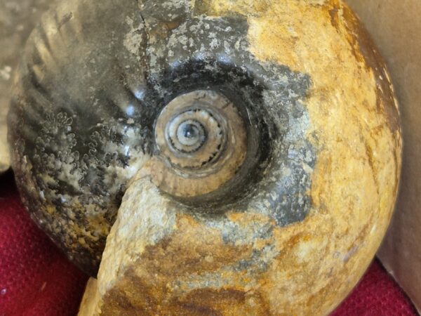 Cadoceras Angleterre