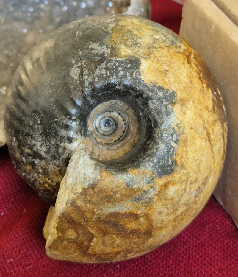 Cadoceras Angleterre