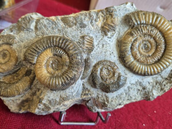 Dactylioceras athleticum