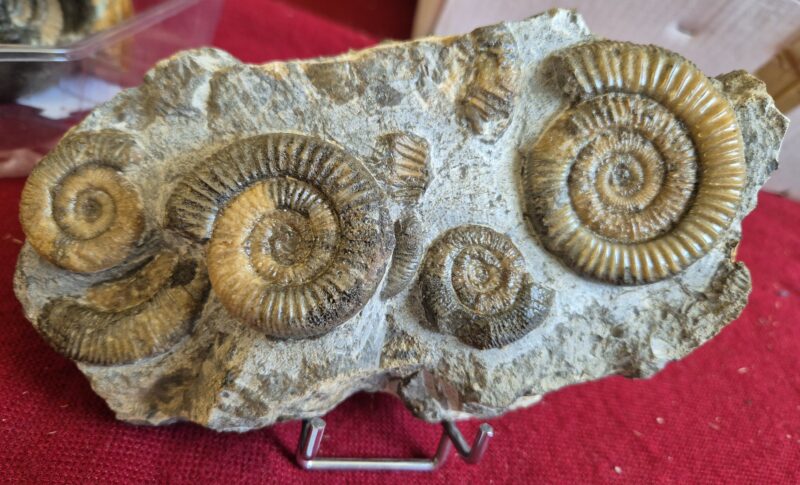 Dactylioceras athleticum