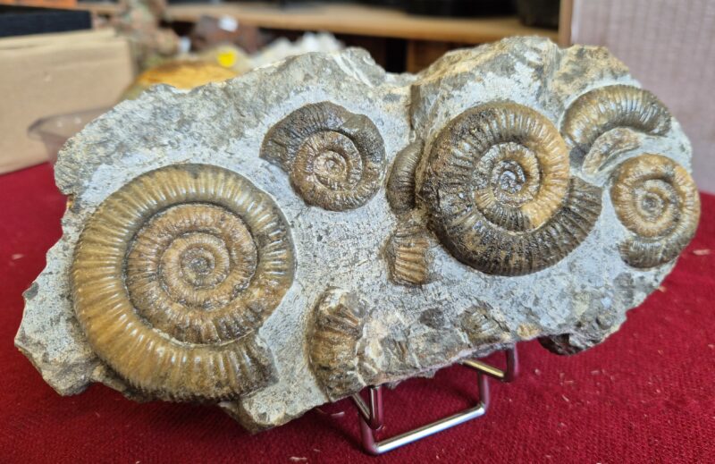 Dactylioceras athleticum