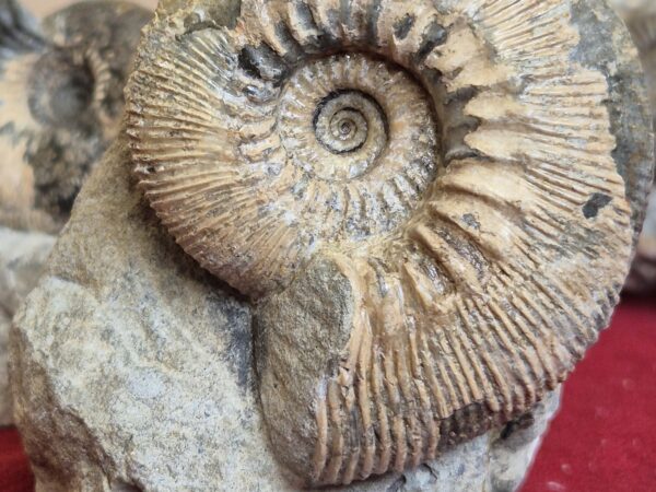 Kepplerites