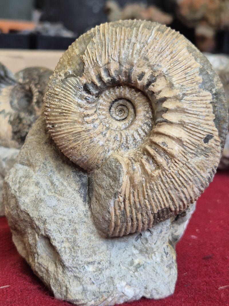 Kepplerites