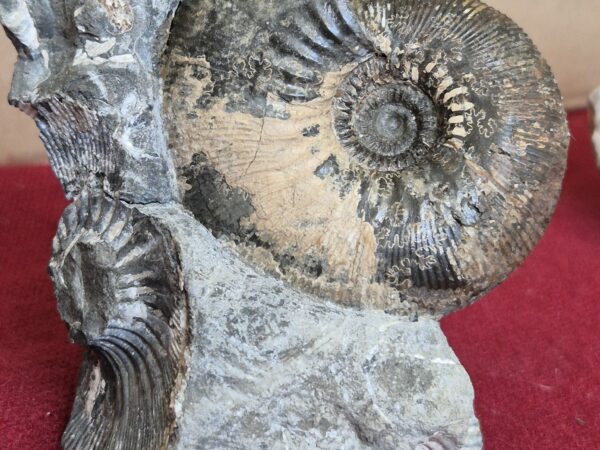 Kepplerites callovien