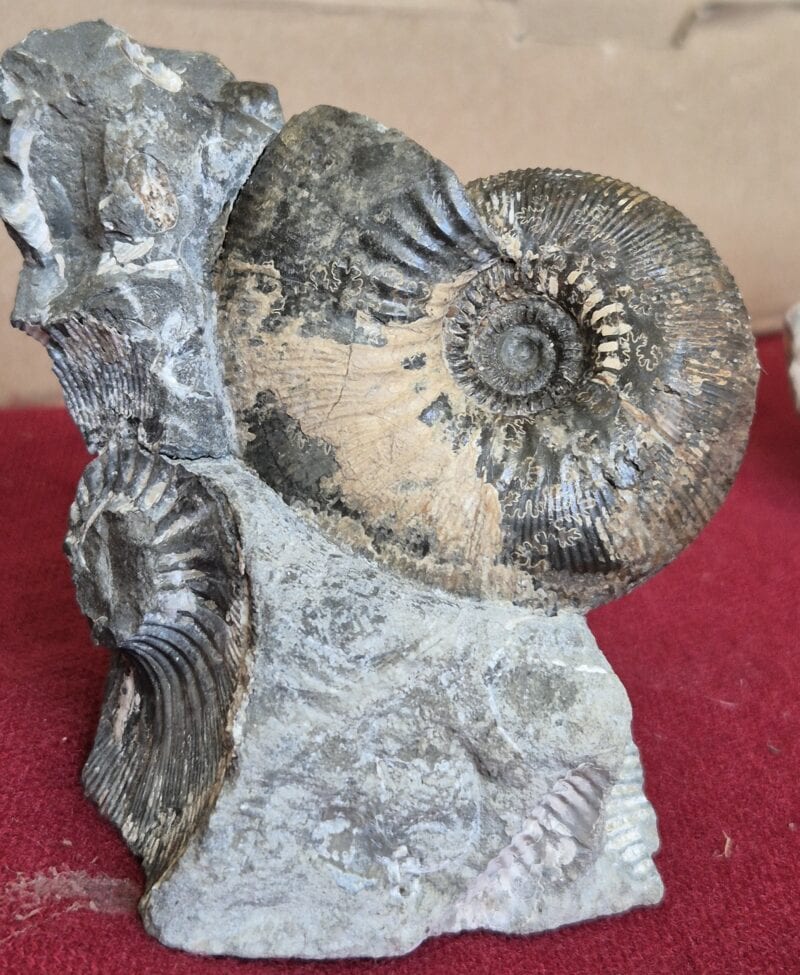 Kepplerites callovien