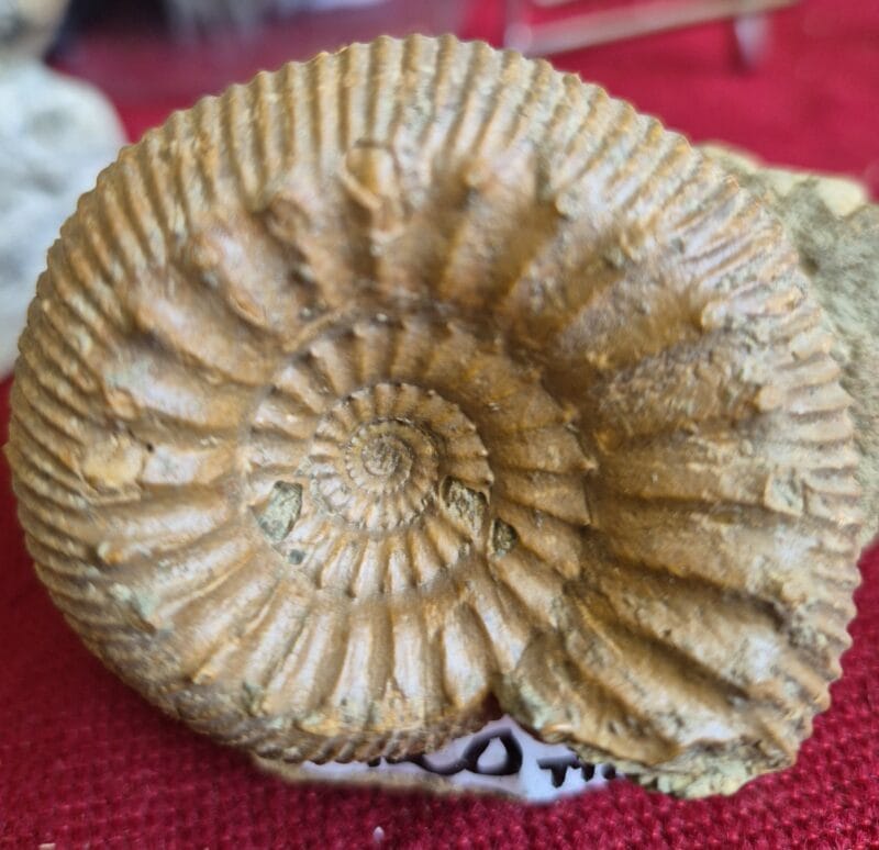 Stephanoceras Sissach