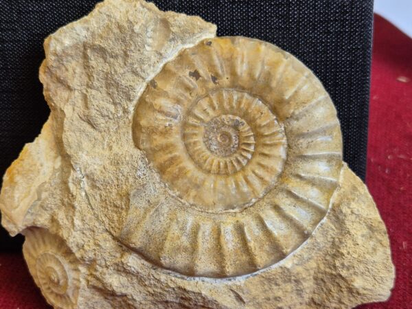 Acanthopleuroceras double