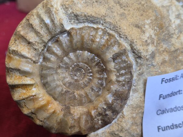Acanthopleuroceras double