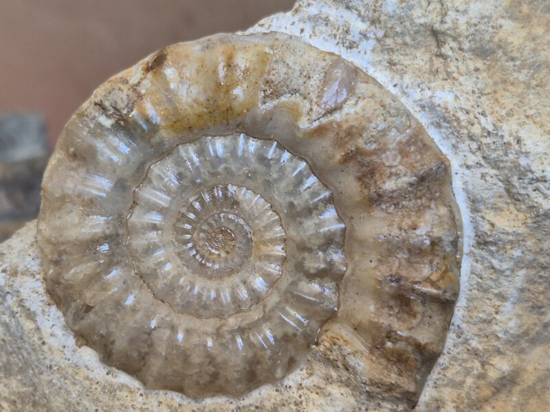 Acanthopleuroceras