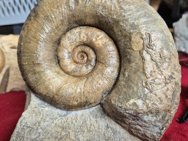 Lytoceras Normandie