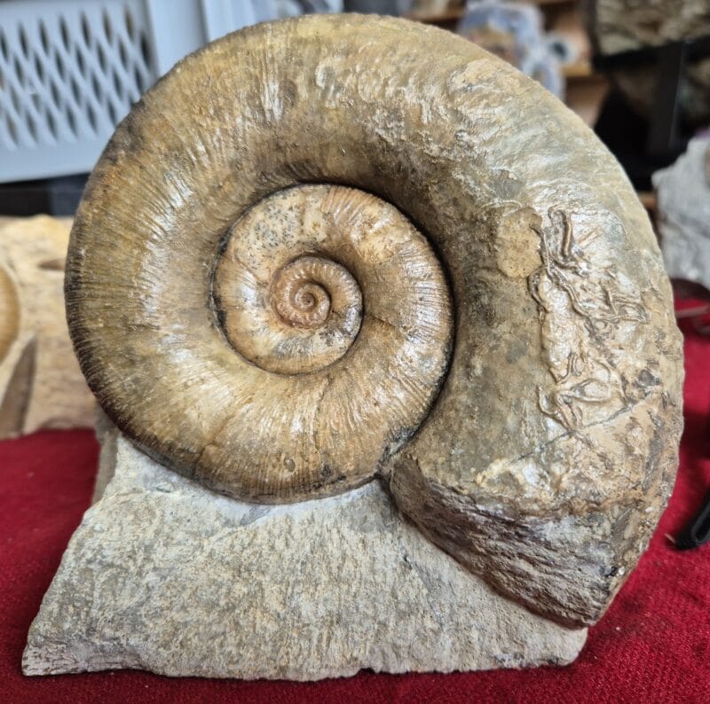 Lytoceras Normandie