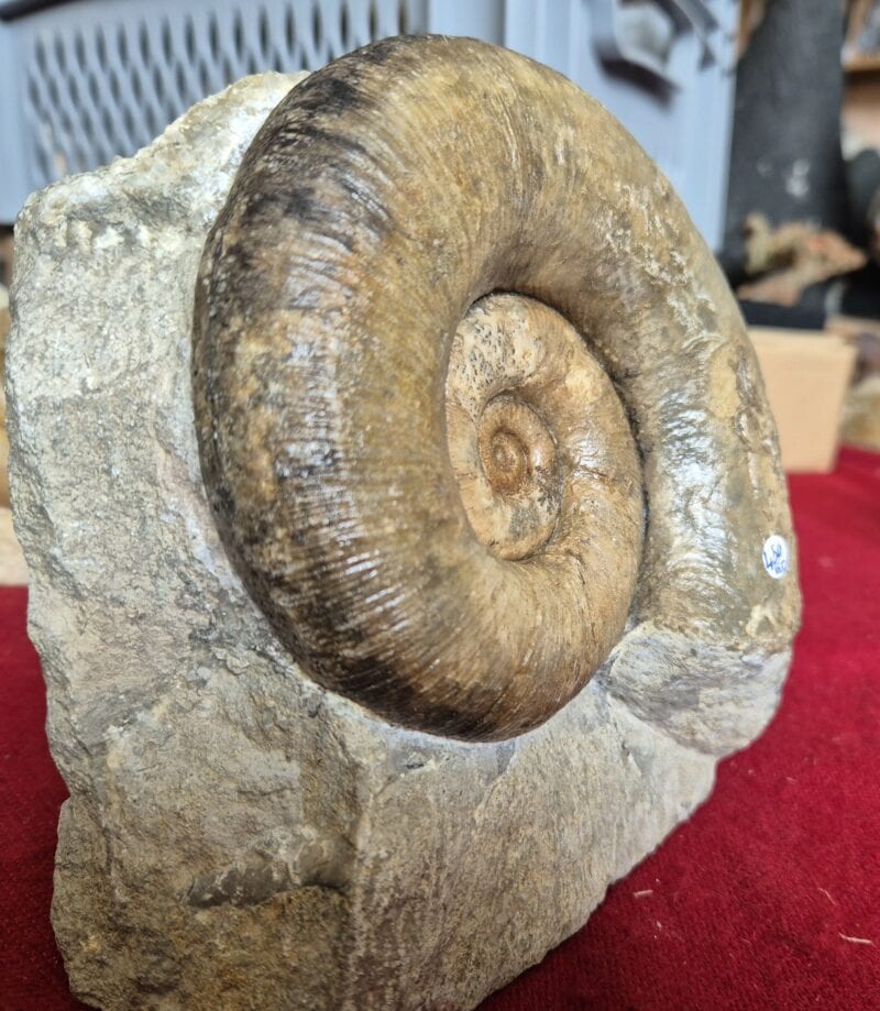 Lytoceras Normandie