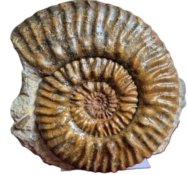 Hammatoceras du Calvados
