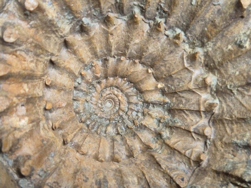 Stephanoceras du Calvados